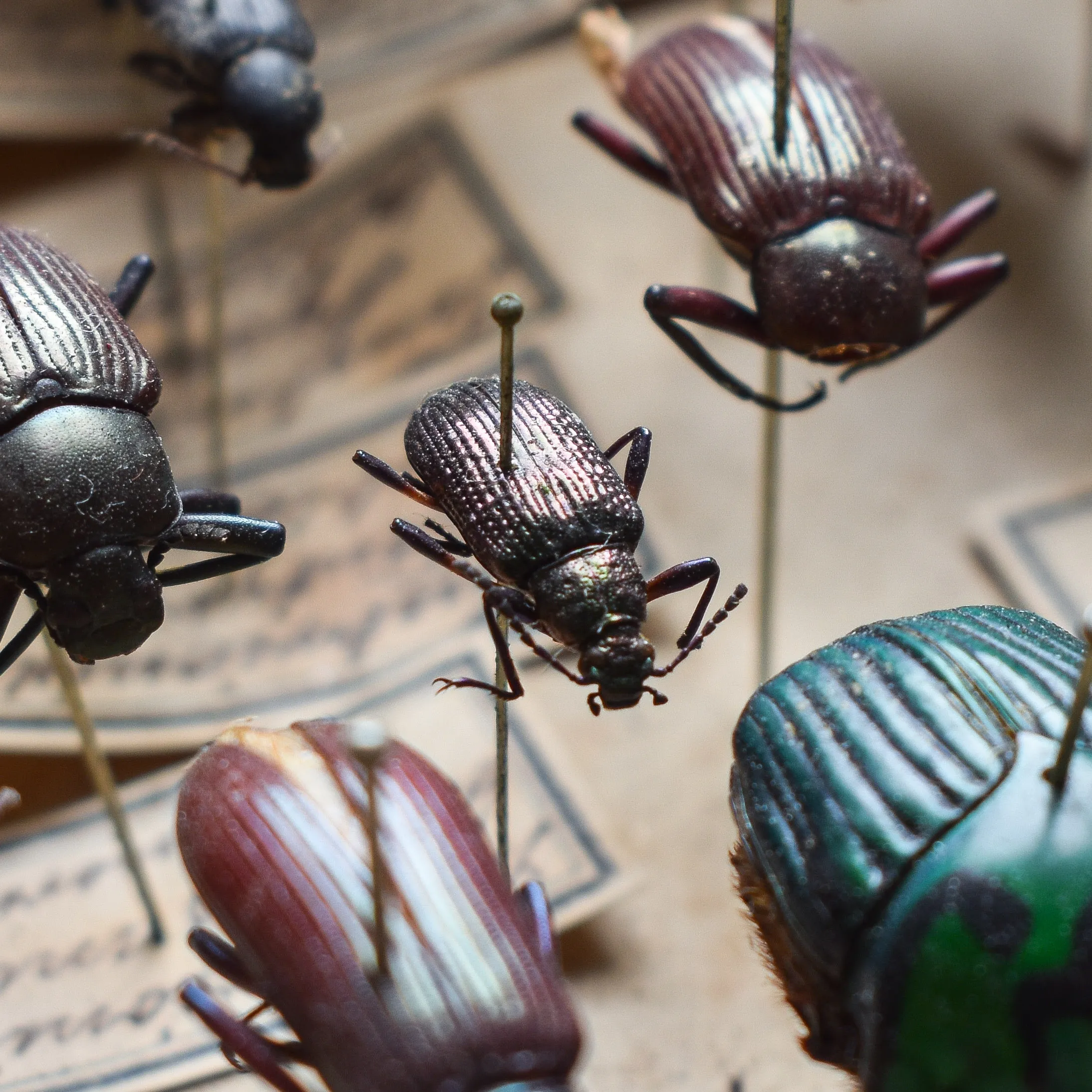 Unveiling the Silent Witnesses: The Crucial Role of Insects in Determining Time of Death