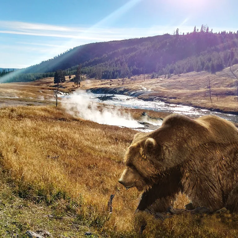 Unveiling Yellowstone's 'Zone of Death': A Legal Anomaly in the American Wilderness