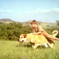 Paws and Claws of Justice: How Loyal Pets Have Unraveled Murder Mysteries